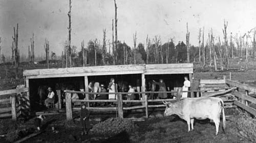 Stratford Taranaki milking shed 1890